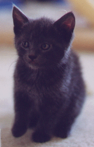 Fluffy1.gif (103119 bytes)