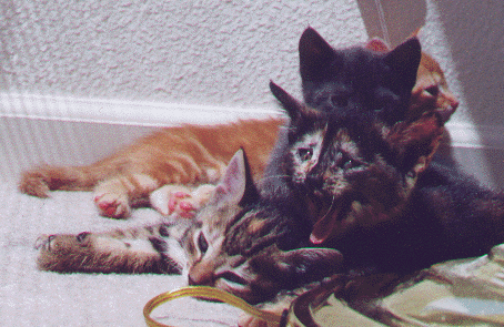 Kittiesgroup.gif (96085 bytes)