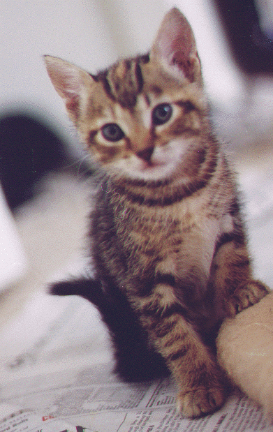 Kitty4.gif (183604 bytes)